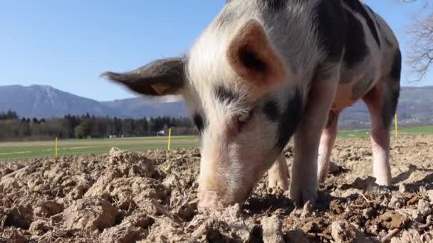 Милая Свинья Ферме — стоковое видео
