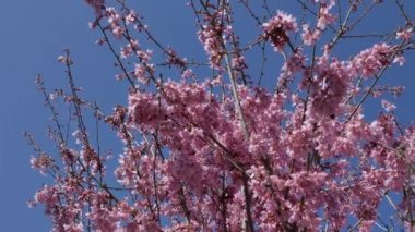 Pembe ağaç çiçeği, bahar arkaplanı, video