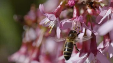 Pembe çiçekli arı, video. 