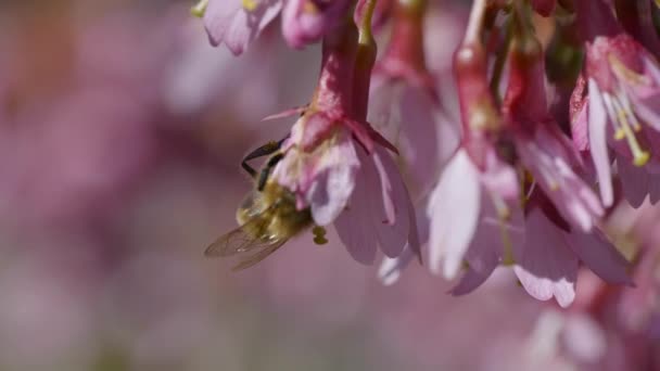 Včela Růžovém Květu Video — Stock video