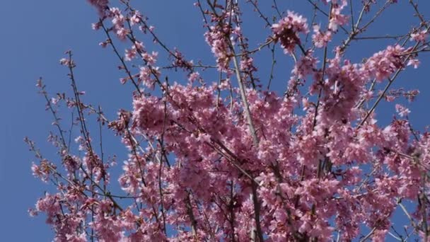 Rosa Baumblüte Frühling Hintergrund Video — Stockvideo