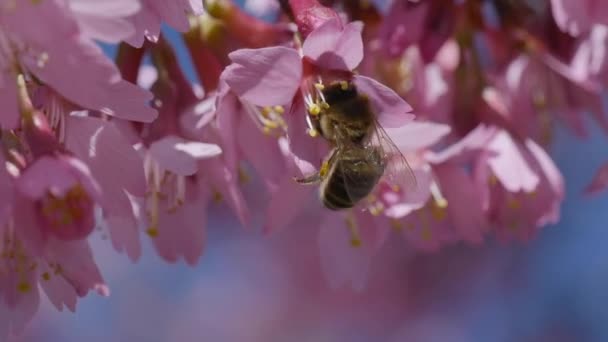 Biene Auf Rosa Blüte Video — Stockvideo