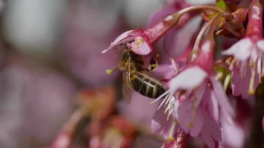 Pembe çiçekli arı, video.