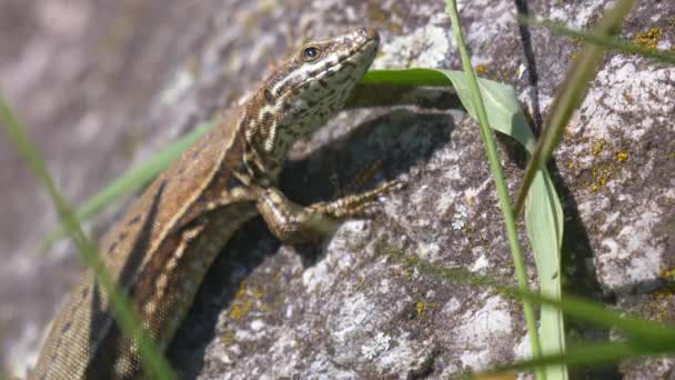 Lagarto Sobre Roca Vídeo — Vídeos de Stock