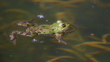 Sudaki kurbağa, video