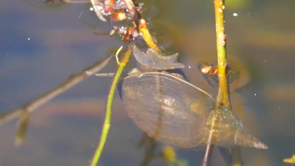 Basommatophora Lumaca Acqua Video — Video Stock