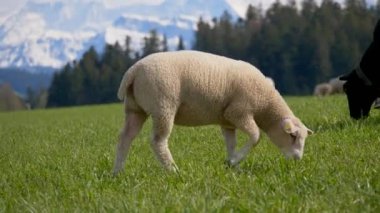Yeşil alp çimlerinde otlayan koyunlar