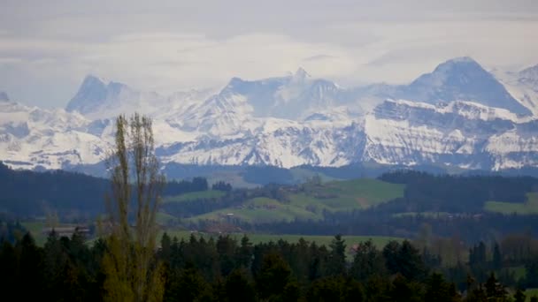 Idyllisch Alpenlandschap Met Groene Weiden Bomen Besneeuwde Bergtoppen — Stockvideo