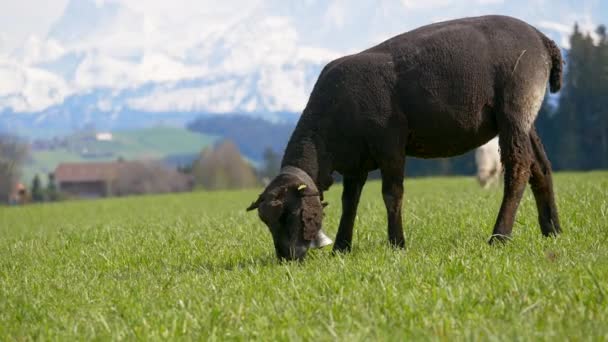 Черная Корова Пасущаяся Зеленой Альпийской Лужайке — стоковое видео
