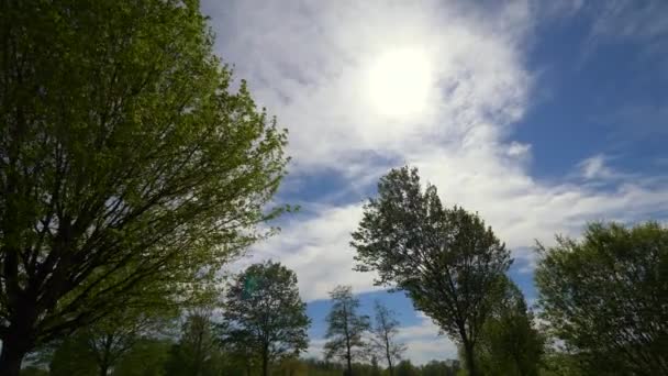 Árvores Ventosas Vista Verão Parque — Vídeo de Stock