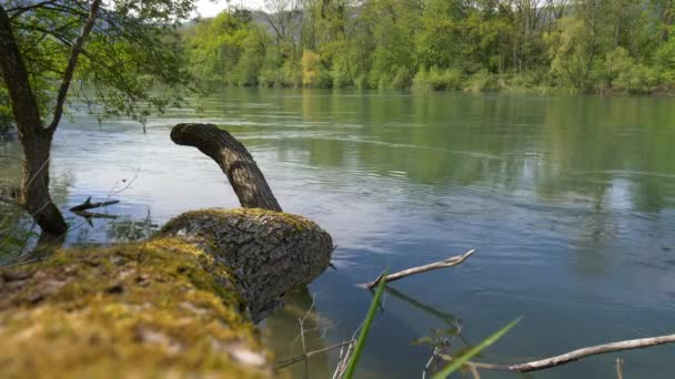 Річка Тече Зеленому Літньому Лісі — стокове відео
