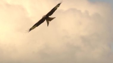 kırmızı uçurtma, video 