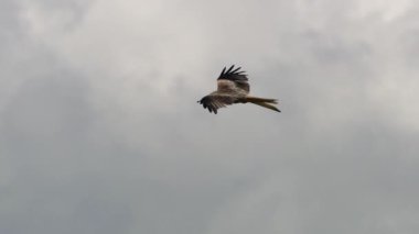 kırmızı uçurtma, video 