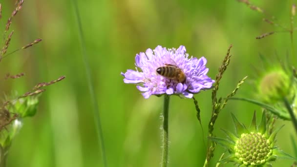 Abeja Hermosa Flor Rosa Vídeo — Vídeo de stock