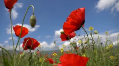 kırmızı gelincik çiçekleri ve çimlerde parlak kır çiçekleri