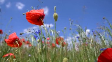 kırmızı gelincik çiçekleri ve çimlerde parlak kır çiçekleri