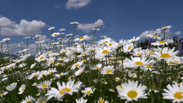 Vacker Kamomill Tusensköna Blommor Solig Dag — Stockvideo