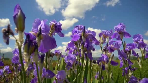 Blooming Iris Flowers Lawn — Stock Video