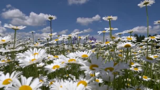 Vacker Kamomill Tusensköna Blommor Solig Dag — Stockvideo