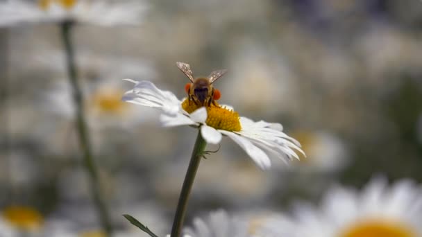 Biene Auf Wunderschöner Kamillenblüte — Stockvideo