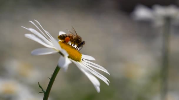 Biene Auf Wunderschöner Kamillenblüte — Stockvideo