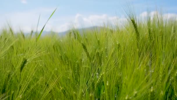 Літнє Поле Зелених Пшеничних Вух — стокове відео