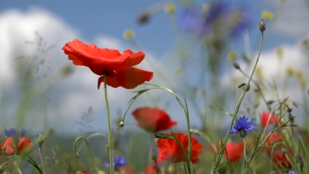 Червоні Макові Квіти Яскраві Дикі Квіти Газоні — стокове відео
