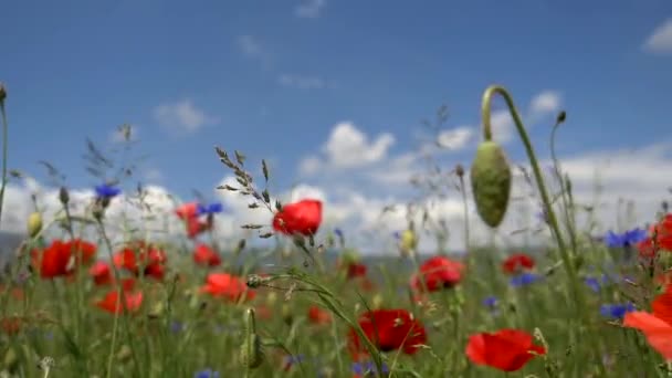 芝生の上の赤いケシの花と明るい野の花 — ストック動画
