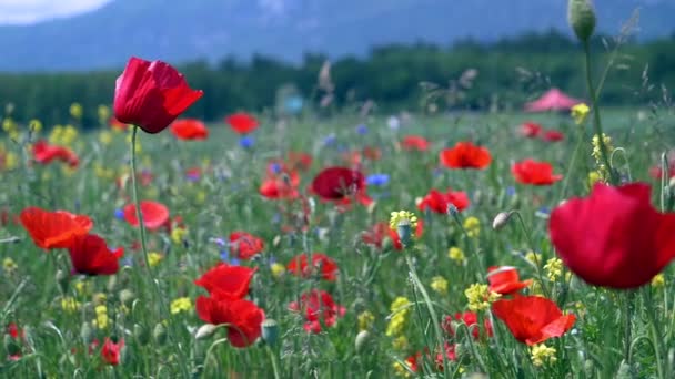 Rote Mohnblumen Und Helle Wildblumen Auf Dem Rasen — Stockvideo