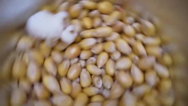 Proces Van Het Maken Van Popcorn Een Snelkookpan — Stockvideo