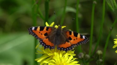  Kelebek güzel sarı çiçekte, video