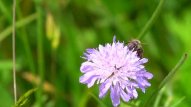 Güzel pembe çiçekli arı, video