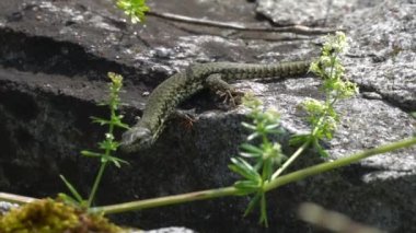 Kaya üzerinde kertenkele, video