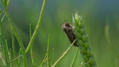 Yeşil buğday kulağındaki böceğin yakın plan görüntüsü