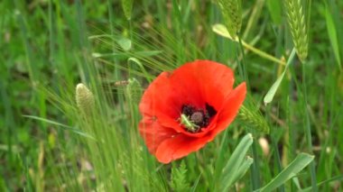 kırmızı gelincik çiçeği çimenlikte