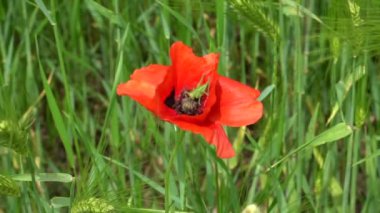 kırmızı gelincik çiçeği çimenlikte