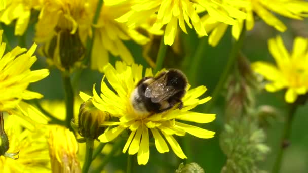 Bij Mooie Gele Bloem Video — Stockvideo