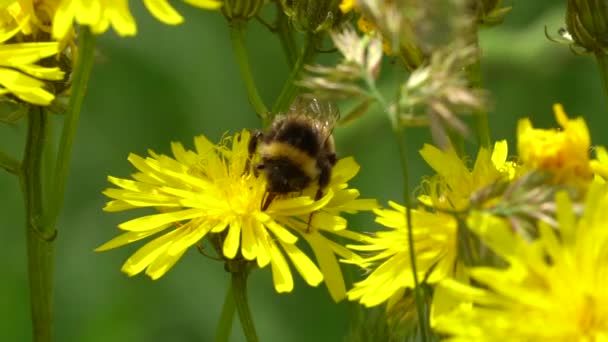 Bij Mooie Gele Bloem Video — Stockvideo