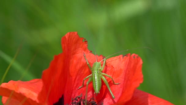 Rote Mohnblume Auf Dem Rasen — Stockvideo