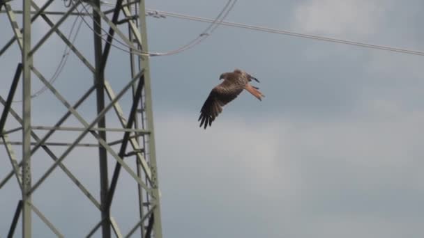 Rode Vlieger Milvus Milvus Stad — Stockvideo