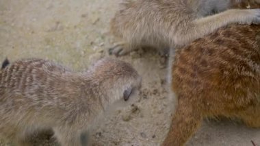Kum üzerinde birlikte halka kuyruklu lemurlar (suricata suricatta) grubu 