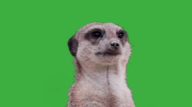 Yeşil arkaplanda halka kuyruklu lemur (suricata suricatta)