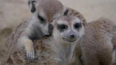 Kum üzerinde birlikte halka kuyruklu lemurlar (suricata suricatta) grubu 