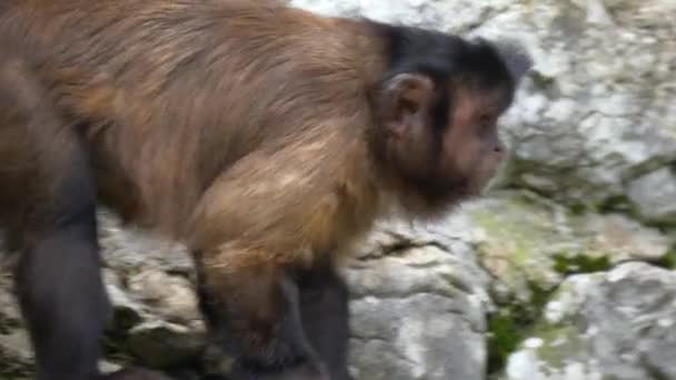 Mono Capuchino Marrón Cebus Apella Sobre Rocas — Vídeo de stock