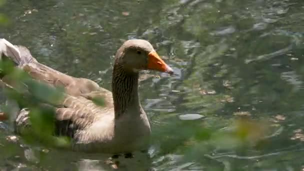 湖上的灰鹅 — 图库视频影像