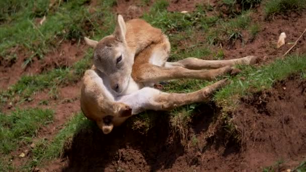 Jeune Mouflon Sur Herbe — Video