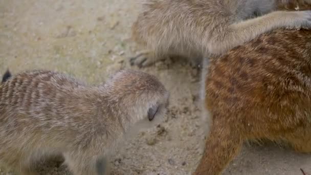 Kum Üzerinde Birlikte Halka Kuyruklu Lemurlar Suricata Suricatta Grubu — Stok video