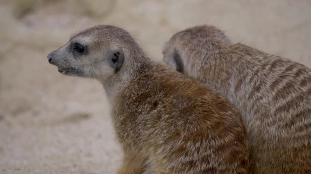 Gruppo Lemuri Dalla Coda Anello Suricata Suricatta Insieme Sulla Sabbia — Video Stock