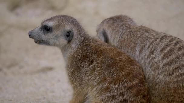 Grupa Lemurów Suricata Suricatta Razem Piasku — Wideo stockowe