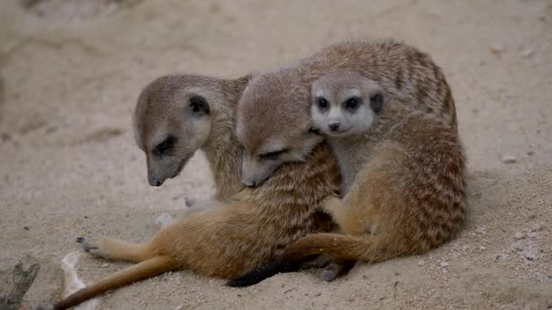 Groupe Lémuriens Queue Cerclée Suricata Suricatta Ensemble Sur Sable — Video